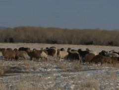 Эрс хүйтэрсний нөлөөгөөр мал хээл хаяж байна