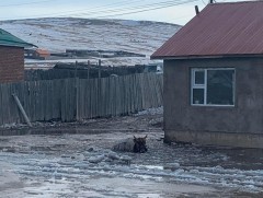 Шар усны үерт автсан айлуудыг нүүлгэв