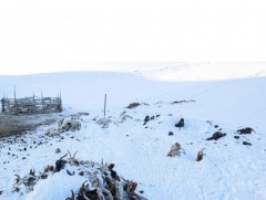 Малын хорогдол 4.7 саяд хүрчээ