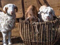 Энэ хавар нэг сая 400 мянга орчим мал төллөнө