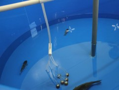 Хэрлэн голд зэвэг загас үржүүлэх ажлыг эхлүүлжээ