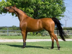 Цэвэр үүлдрийн англи, араб азарганаас үр авч хадгалах ажлыг хийж байна 