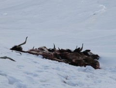 Малын сэг зэм устгал, ариутгал халдваргүйжүүлэлт хийх төсвийг шийдвэрлэв