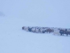 Олон жилийн дунджаас хүйтэн, ахиу тунадас орохоор байгаа нь хаваржилтыг хүндрүүлэх нөхцөл үүсгэж б..