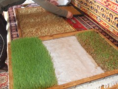 Малчин О.Цолмонгийнх улсаас олгосон улаанбуудайг гэрийн нөхцөлд хөрсгүй тариалж малдаа өгч байна