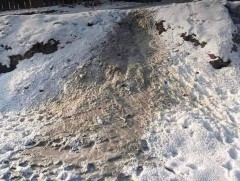 Хавар угаадас гэсэж, агаарт дэгдэн гэдэсний халдварт өвчин үүсгэдэг 