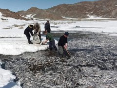 Даян нуурт хорогдсон загаснаас дээж авч, Биологийн хүрээлэнд нарийвчилсан шинжилгээ хийлгэнэ 