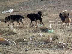 Амрагч, аялагч, оршин суугчид руу зэрлэгшсэн ноход дайрсан тохиолдол хэд хэдэн удаа гарчээ  