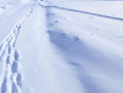 Увсын Зүүнхангай, Хөвсгөлийн Жаргалант, Дундговийн Говь-Угтаал, Архангайн Эрдэнэбулганд 8-10 см ца..