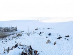 Малын хорогдол 6.3 саяд хүрчээ 