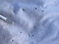 Хачигт халдварын хайгуул, тандалт шинжилгээний хүрээнд бэлчээрээс нийт 884 ширхэг хачиг цуглуулжээ