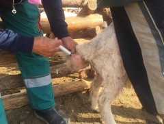 Сумдын мал эмнэлгийн тасагт 200-аад мэргэжилтэн дутагдалтай байна