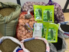 СБД: Хүнсний ногоо тариалдаг өрхүүдэд үр олгов 