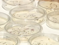 Зах дээр худалдаж байгаа үрийн дийлэнх нь ургах чадваргүй, мөөгөнцөртэй байна