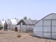 “Сөн дүүрэн” хоршоо говьд 25 төрлийн хүнсний ногоо тариалж байна