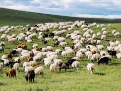 Манай улс 100 га бэлчээрийн талбайд 62 хонь бэлчээрлүүлэх экологийн даацтай