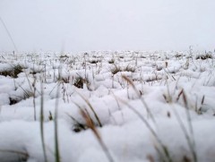 Нойтон цас орно