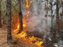 Сэлэнгэ аймгийн Сүхбаатар, Алтанбулаг, Бугант, Хүдэр сумын нутаг ойн түймрийн аюултай зэрэглэлд ба..