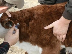 Малчдын түгээмэл хэрэглэдэг малын эм нь мах, сүүнд заавал үлддэг байна   