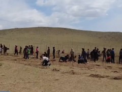 Энэ жил Баянхонгор аймагт 50-60 мянган мод тарина