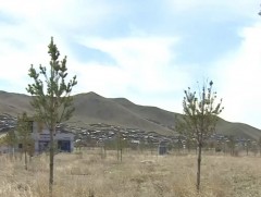 Өнөөдөр үндэсний мод тарих өдөр тохиож байна