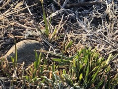 Нийт нутгийн бэлчээрийн ургамлын ургалтын мэдээлэл хүргэж байна