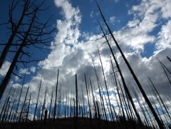 Хөвсгөл, Төв аймагт гарсан ой, хээрийн гал түймрийг бүрэн унтраалаа