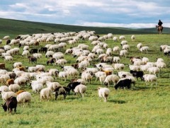 Малчдын нийгмийн даатгалын шимтгэлийн 50 хувийг төрөөс дааж байна