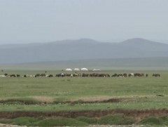 “Шинэ хоршоо” хөдөлгөөний хүрээнд малчид 5 га газарт тэжээл тарих боломжтой болсон 