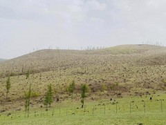 Архангай аймгийн Булган суманд 13 га талбайг ойжууллаа 