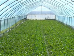 Улсын хэмжээнд 8000 орчим иргэн, аж ахуйн нэгж хүлэмжид тариалалт хийж байна