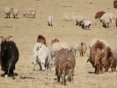 Зүүн бүсийн “Шинэ хоршоо” хөдөлгөөний нээлт Дорнод аймагт боллоо