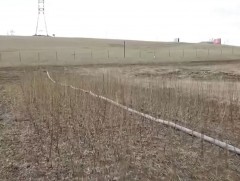 Г.Ёндон: Уул уурхайн салбарынхны хувьд мод тарих нь давуу тал, боломж болно