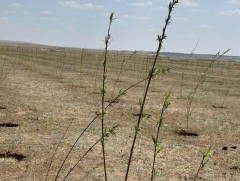 Ганга нуурын орчимд мод тарьж байна