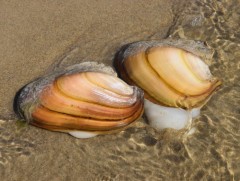 Буйр нуураас хясаа түүж бэлтгэхийг хориглоно