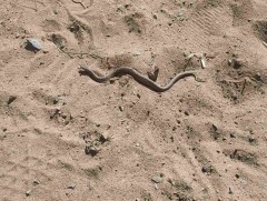 Дөлгөөн нуур орчимд могой байжээ 