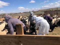 Бог малын мялзан өвчний эмнэл зүйн шинж тэмдэгт суурилсан идэвхгүй тандалт хийлээ