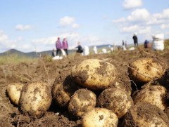 Ногоо хураах ажлын цалин урамшууллыг өдөрт нь олгоно 