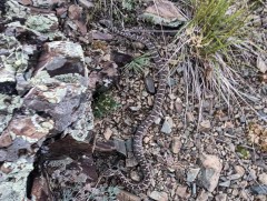 Суурьшлын бүсэд могойд хатгуулахаас урьдчилан сэргийлнэ үү