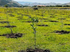 Бэрх төгөл орчмын 10 га талбайд ойн зурвас байгуулав