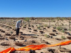 Ус бага зарцуулдаг хувин ашиглаж тарьсан мод 90 хувийн ургалттай байна