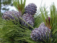 Болц гүйцээгүй үед самар түүхгүй байхыг анхааруулж байна