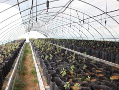 Өмнөговь аймаг 500 мянган модны тарьц, суулгац бэлтгэх мод үржүүлгийн газартай боллоо