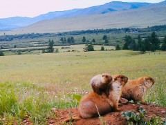 Хөвсгөл, Ховдоос бусад аймагт тарвага агнуулахгүй