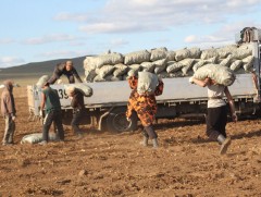 Ургац хураасан түрүүч, байлдагч нар намрын ажлаас бууж эхэлжээ