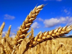 Улаанбуудайн дуудлага худалдаа болно 