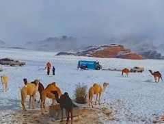 Саудын Арабын цөлд түүхэндээ анх удаа цас оржээ