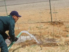 Намар оройн их хүйтрэлээс урьтаж цэнэг усалгааг хийх шаардлагатай
