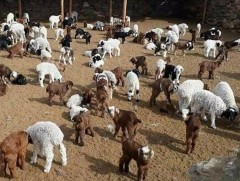 Улсын хэмжээнд 2024 онд 16.1 сая төл бойжуулжээ 