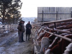 Дэлхийн банкны мах, сүүний чиглэлийн үхэр өсгөх хөтөлбөр хэрэгжихэд бэлэн боллоо